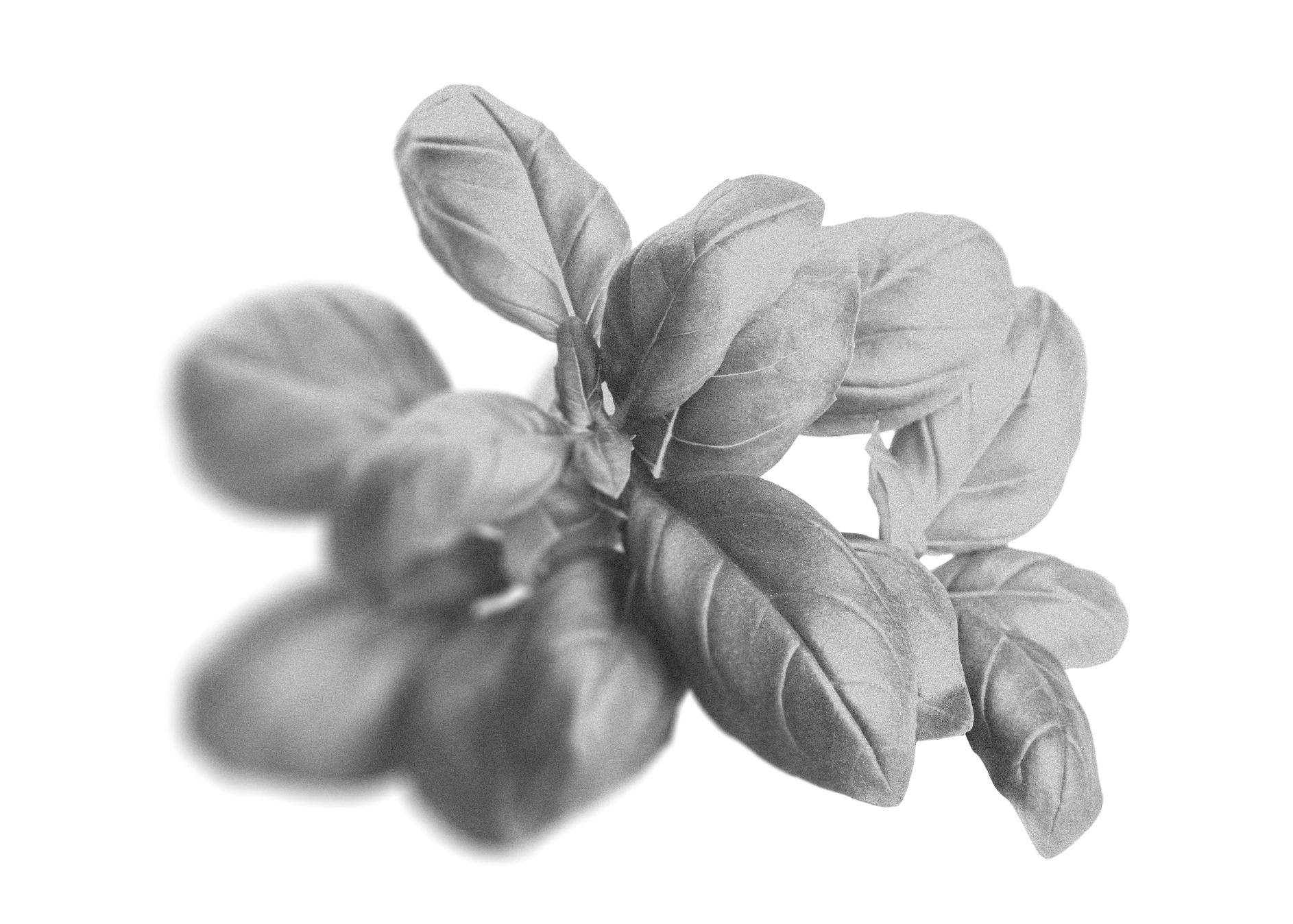 A plant of basil